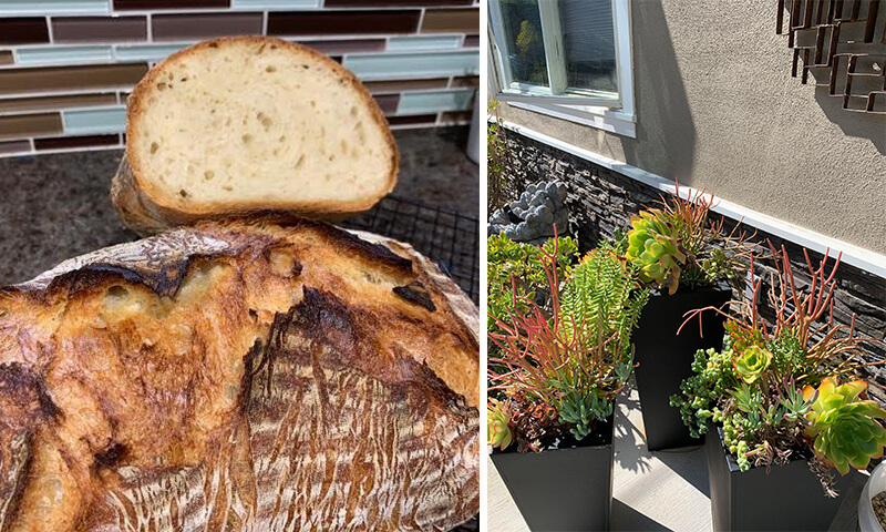 Two images of bread and a plant